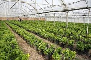 بزرگترین گلخانه توت فرنگی کشور توسط بنیاد مستضعفان در چناران افتتاح شد