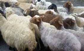 قیمت هر کیلو دام زنده ۶۰ هزار تومان شد/ چرایی آشفتگی در بازار گوشت قرمز