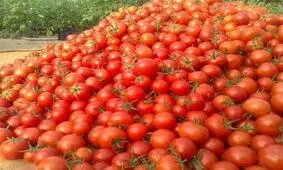 تلاش اتاق بازرگانی بندرعباس برای رفع مشکل صادرات گوجه فرنگی