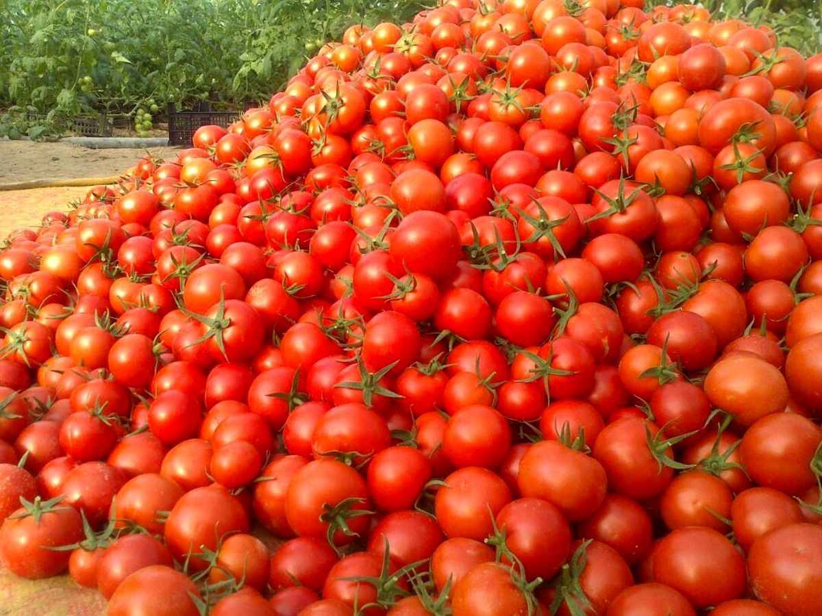 تلاش اتاق بازرگانی بندرعباس برای رفع مشکل صادرات گوجه فرنگی