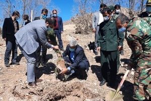 کاشت ۲۰۰ اصله نهال بلوط در اراضی رفع تصرف شده معصوم آباد یاسوج