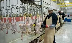 نظارت بر کشتار مرغ در خراسان رضوی ضروری است