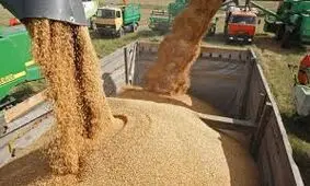 کشف نزدیک به ۱۰ تن نهاده دامی غیرمجاز در مراغه