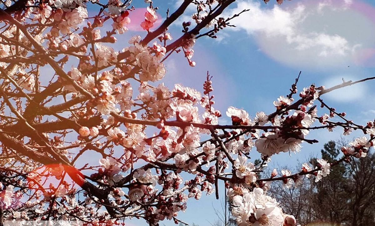 مشاهده شکوفههای زیبای بهاری در بروجرد/ تصاویر