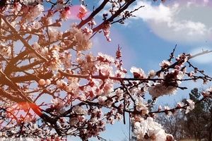 مشاهده شکوفه‌های زیبای بهاری در بروجرد/ تصاویر