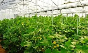 کشت گلخانه‌ای در بهارستان ۸ برابر افزایش یافت