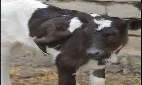 تولد گوساله ۵ دست و پا در سمرقند