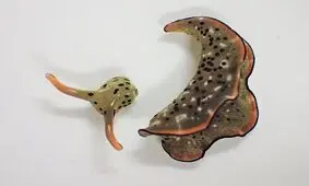 حلزونی که سر خود را جدا و بازتولید می کند!