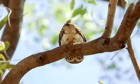 نگاه غیرمعمول جغد به عکاس!/ تصاویر