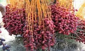 تولید سالیانه بیش از ۱۰ هزار تن خرما در شهرستان خاش