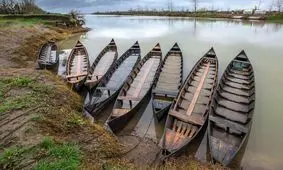 تای‌مل، بلای جان ماهیان خلیج گرگان در فصل تخم‌ریزی