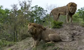 شیرهای آفریقایی راهنمای تور گردشگری را خوردند