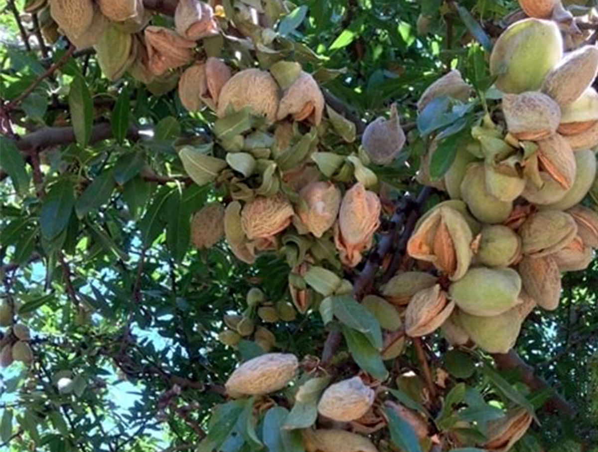 دانشبنیانها درخت بادام مقاوم به کمآبی تولید کردند