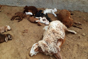 تلف شدن ۱۲ راس گوسفند در اثر برخورد نیسان در مهران