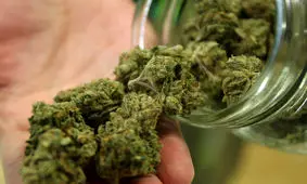 ماری‌جوانا ویژه سفره هفت‌سین رسید/ کایکاتور