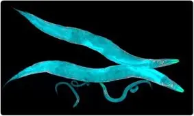 کرمی که رنگ‌ها را بدون چشم می‌بیند