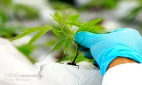 کشت شاهدانه به شکل بی سابقه‌ای در حال گسترش است