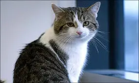 گربه عصبانی خلبان را مجبور کرد به فرودگاه بازگردد