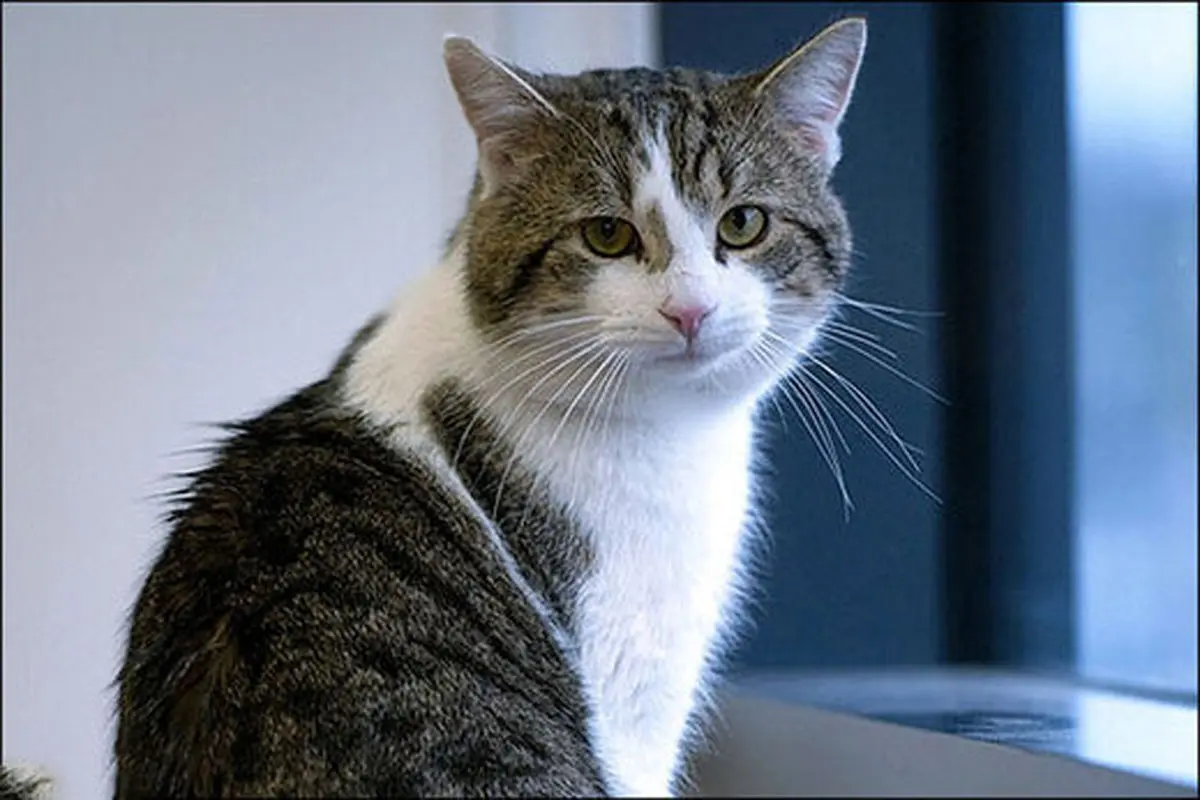 گربه عصبانی خلبان را مجبور کرد به فرودگاه بازگردد