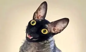 داستان «زشت ترین گربه تاریخ»/ حیوان توسط شیطان تسخیر شده بود؟/ عکس