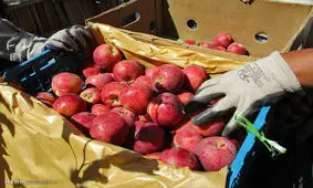 واردات موز و آناناس در برابر صادرات سیب آزاد است