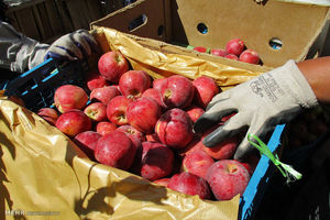 واردات موز و آناناس در برابر صادرات سیب آزاد است