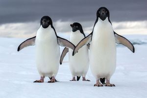 ازدحام، راز بقای پنگوئن‌ها
