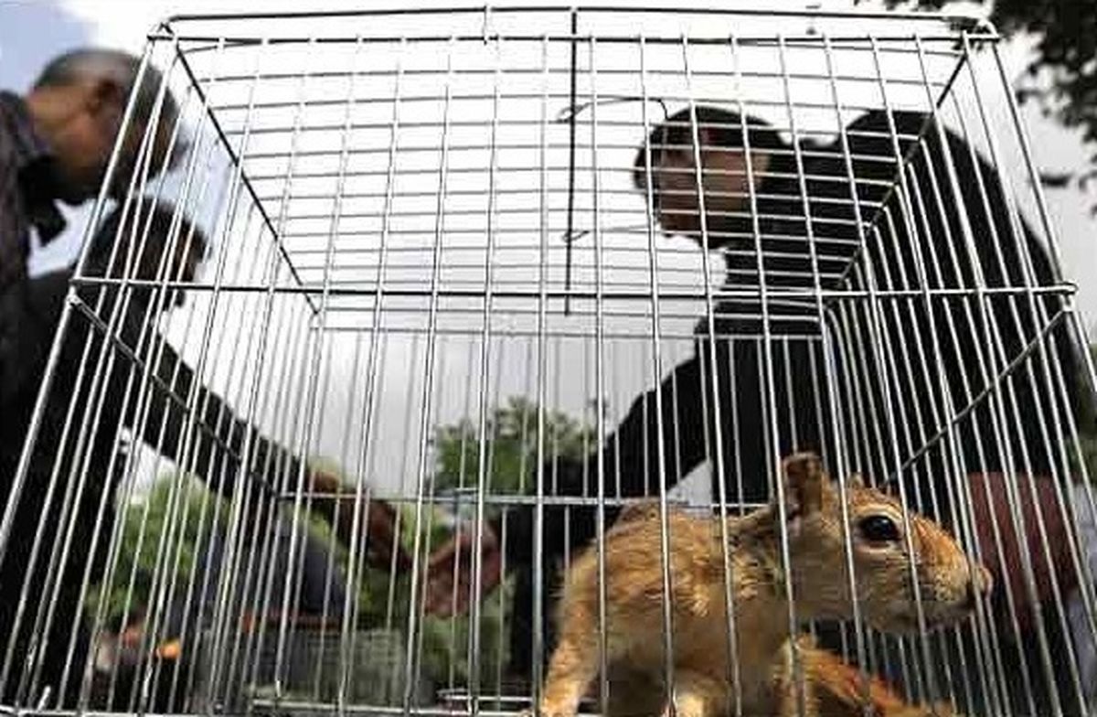 ممنوعیت خرید و فروش گونه‌های جانوری حیات‌وحش در ایام نوروز