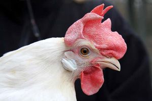 مرغ‌های برزیلی لاغرتر کشتار می شوند