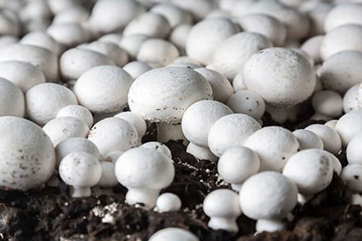 ۲۶۰۰ تن قارچ خوراکی در آذربایجان غربی تولید می شود