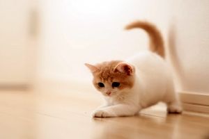 درمان بیماری مزمن کلیه به کمک گربه‌ها
