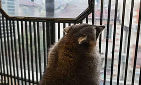 کافه‌ای با میزبانی حیوانات وحشی/ تصاویر