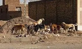 معضل حضور سگ‌های ولگرد در کاشمر