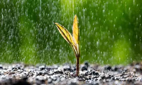 مشاهده مجدد ۱۷ گیاه منقرض شده