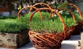 کاشت سبزه عید در کمترین زمان