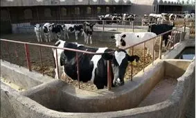 گاوداران گنابادی همچنان درگیر تأمین نهاده‌های مورد نیاز هستند