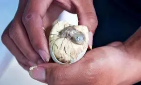 عجیب‌ترین و چندش‌آورترین غذاهای جهان را بشناسید