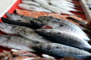افزایش مصرف ماهی به دلیل گرانی گوشت قرمز / تقاضای خرید ماهی شب عید 10درصد بالا رفت 
