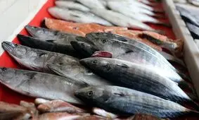 افزایش مصرف ماهی به دلیل گرانی گوشت قرمز / تقاضای خرید ماهی شب عید 10درصد بالا رفت 