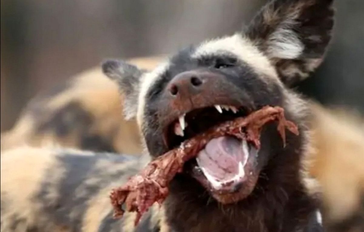 سگ‌های وحشی گوزن شجاع را زنده زنده خوردند/ ویدئو 16+