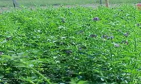 جوانه و برگ یونجه چه فایده ای دارد؟