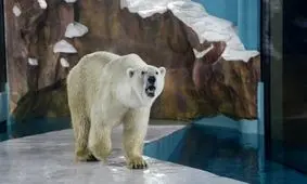 افتتاح هتل خرس قطبی در چین