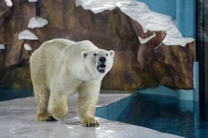 افتتاح هتل خرس قطبی در چین