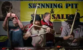 برگزاری مراسم وحشتناک کندن پوست مار در آمریکا/ عکس