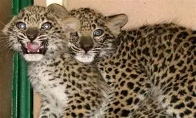 مرگ هیرکان مدیرکل محیط زیست گلستان را برکنار کرد