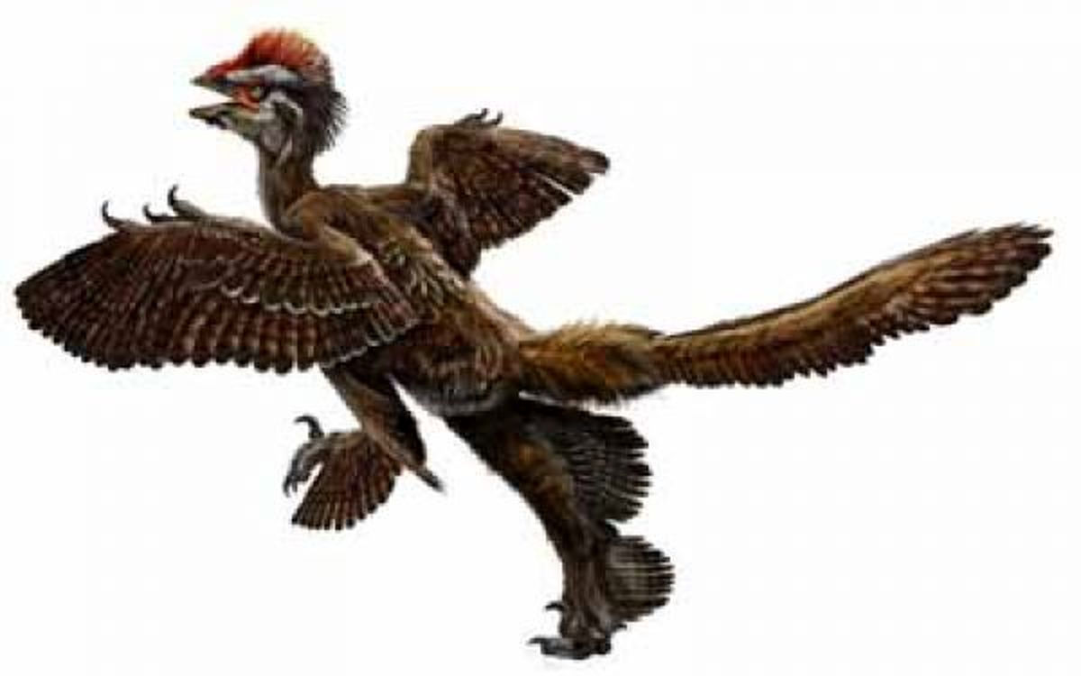 فسیل ۷۱ میلیون ساله پرنده ای به اندازه انسان کشف شد