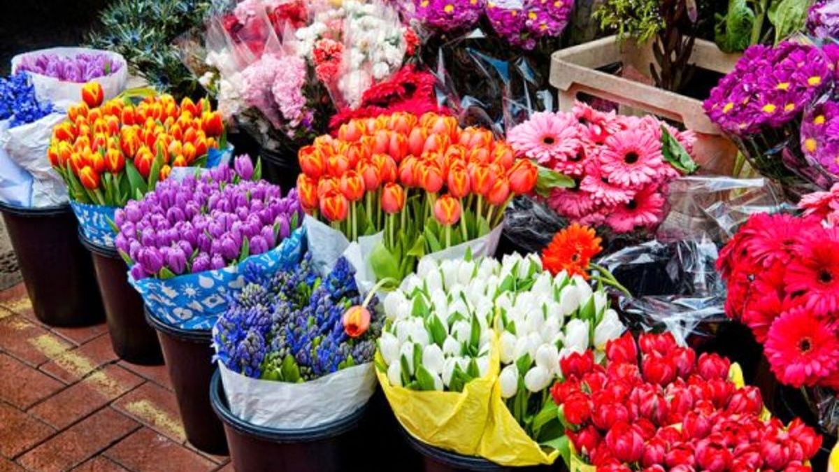هیچ کمبودی به غیر از گل سنبل در بازار نداریم/کودهای قارچزده علت کاهش تولید سنبل