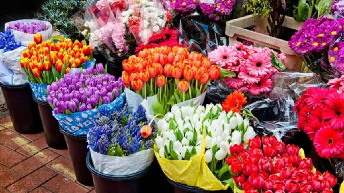 هیچ کمبودی به غیر از گل سنبل در بازار نداریم/کودهای قارچ‌زده علت کاهش تولید سنبل