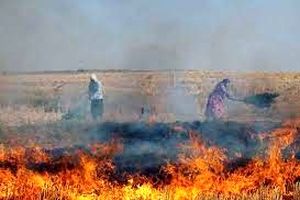 لزوم برخورد دستگاه قضایی با آتش زنندگان کاه و کلش مزارع در دزفول