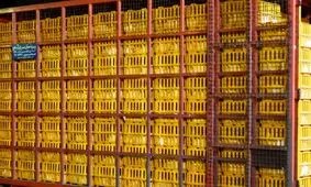 کشف بیش از ۷ تُن مرغ قاچاق در ایلام